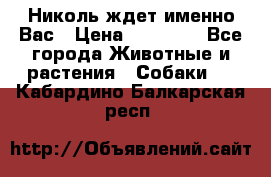 Николь ждет именно Вас › Цена ­ 25 000 - Все города Животные и растения » Собаки   . Кабардино-Балкарская респ.